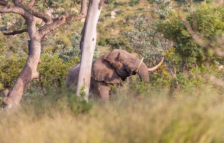 A magnificent tusker elephant (Loxodonta africana) alongside the Matjulu Loop, near Berg-en-Dal in the Kruger National Park, South Africa.の写真素材