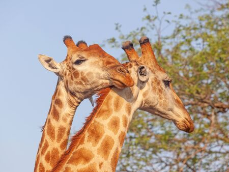 A pair of giraffes (Giraffa camelopardalis)  in the Kruger National Park in South Africa.の写真素材