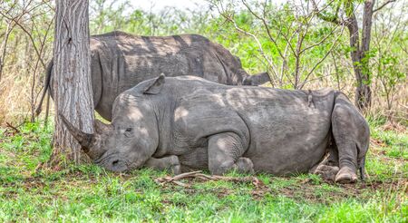 White rhinos (Ceratotherium simum) resting in the Kruger National Park, South Africa.の写真素材
