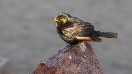 An African Pale-Winged Starling at Augrabies Falls National Park in the Northern Cape province of South Africa.の写真素材