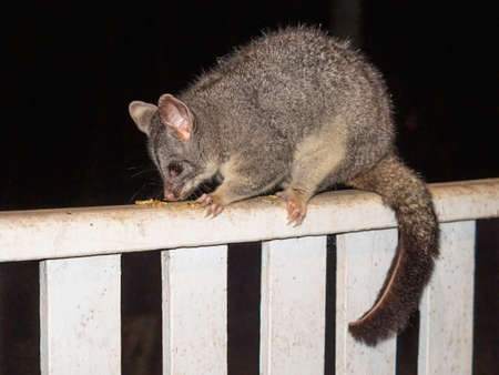 A Common Brushtail Possum feeding in south-western Australia.の写真素材