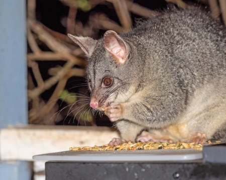 A Common Brushtail Possum feeding in south-western Australia.の写真素材