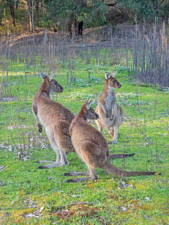 A group of western grey kangaroos (Macropus fuliginosus), a large and very common species of kangaroo found across almost the entire southern part of Australiaの写真素材