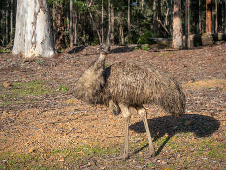 An emu emerging from a forest in south-western Australia. They are endemic to Australia where it is...