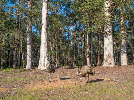 A pair of emus emerging from a forest in south-western Australia. They are endemic to Australia...
