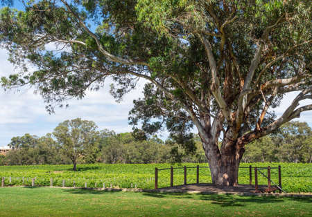 SWAN VALLEY, AUSTRALIA - NOVEMBER 21, 2020: The vineyard at Upper Reach Winery in the Swan Valley near Perth in Western Australia.のeditorial素材