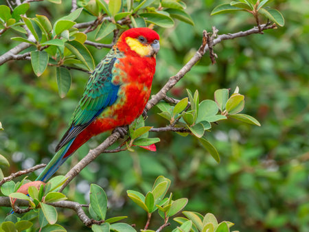 A male Western Rosella, the smallest of the rosellas, endemic to the southwestern part of Western Australia.の写真素材