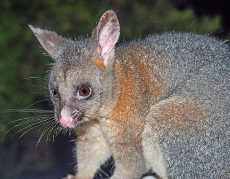 A male Common Brushtail Possum feeding in south-western Australia.
