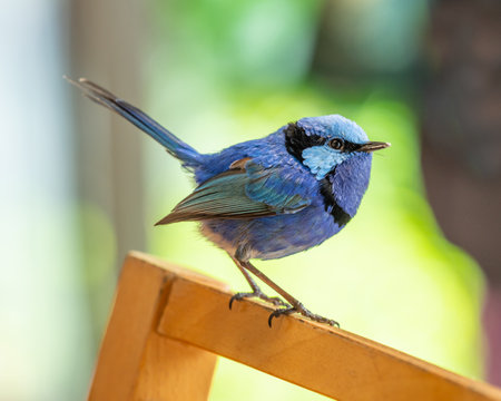 The splendid fairywren (Malurus splendens) is found across much of Australia. The male in breeding plumage is a small, long-tailed bird of predominantly bright blue and black colouration.の写真素材