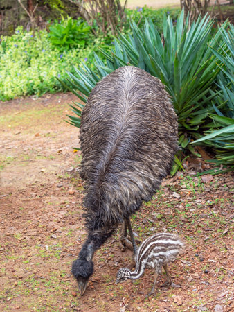 An emu chick close to its father. Emus are endemic to Australia where they are the largest native bird.の写真素材