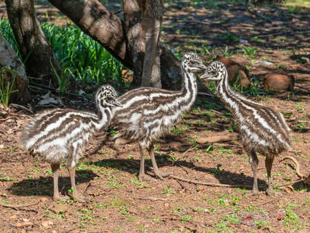 Three young emu chicks foraging for food. They are endemic to Australia where they are the largest native bird.の写真素材