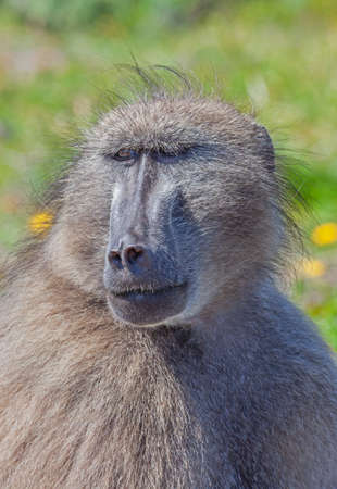 Portrait of a chacma baboon in Table Mountain National Park, South Africa.の写真素材