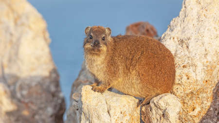 A rock hyrax or dassie, a relative of the elephant, sunbathing on a rock in the Western Cape, South Africaの写真素材
