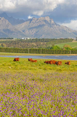 Cattle on a dairy farm near Stellenbosch in the Western Cape, South Africa.