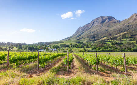 A vineyard and Cape Dutch manor house adjacent to Hellshoogte Pass near Stellenbosch in the Western Cape, South Africa.の写真素材