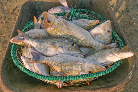 A basket of fish at the Fish Souk in Dubai in the United Arab Emirates.