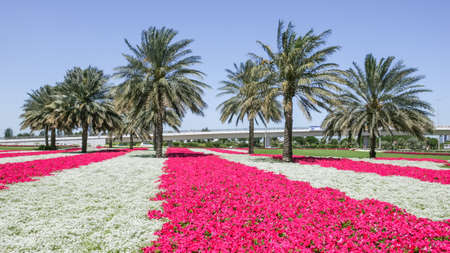 Roadside flowers in the Garhoud area of Dubai in the United Arab Emirates.の写真素材