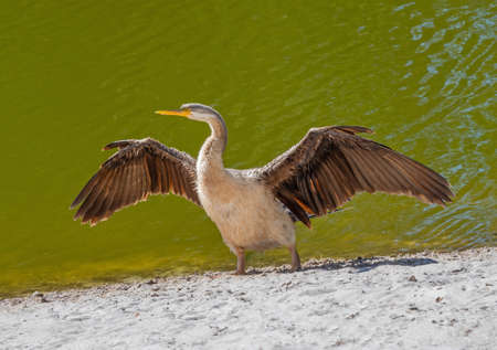 An Australasian Darter (Anhinga novaehollandiae) drying its wings at Tomato Lake in Perth, Western...