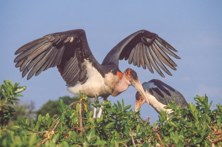 Photographed in the Okavango Delta in Botswana, the marabou stork (Leptoptilos crumenifer) is a...