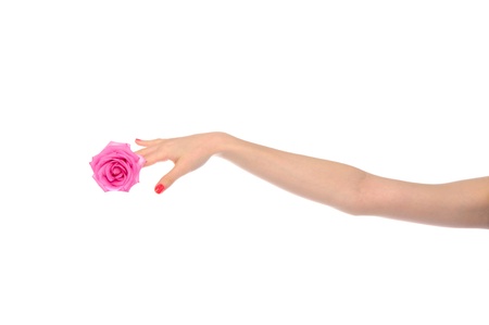 female hand with pink roseの写真素材