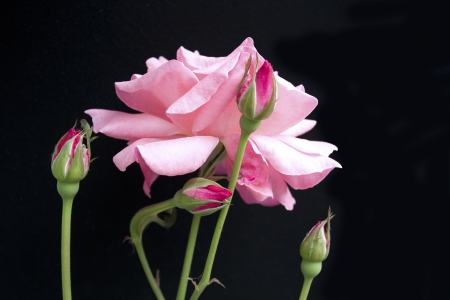 tenderly pink rose on a black backgroundの写真素材