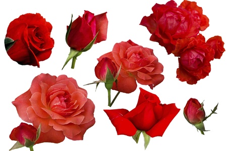 bright red roses on a white backgroundの写真素材