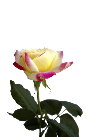 beautiful pale yellow rose on a white backgroundの写真素材