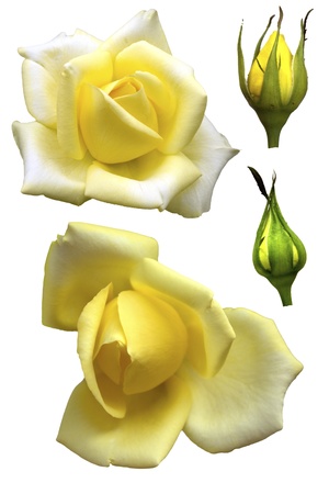 beautiful pale yellow roses on a white backgroundの写真素材