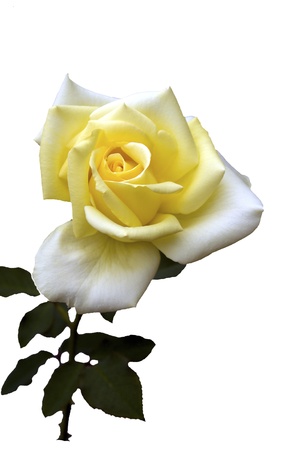 beautiful pale yellow rose on a white backgroundの写真素材