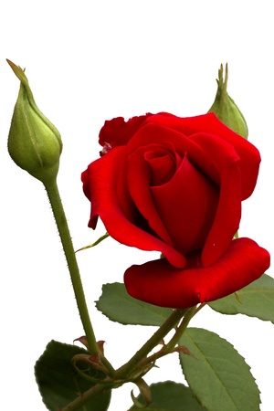 bright red rose on a white backgroundの写真素材