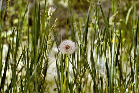 dandelions in the grass covered with poplar fluffの写真素材