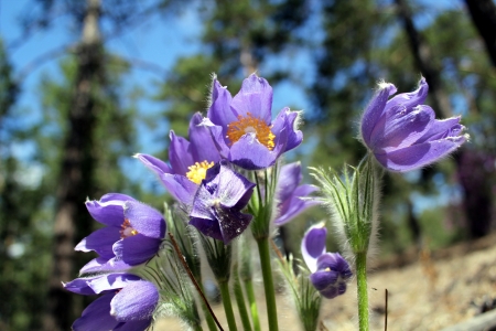 first spring flower, snowdrop, sleep-grassの写真素材