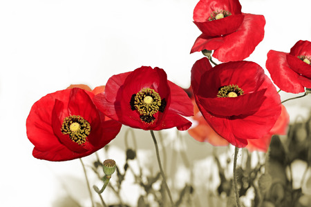 Beautiful bright red poppies on a white backgroundの写真素材