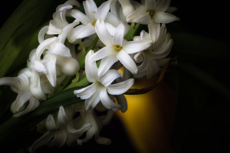Hyacinth in the spring
