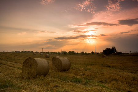 Picture of hay bales acorss the stubble at the end at the summerの写真素材