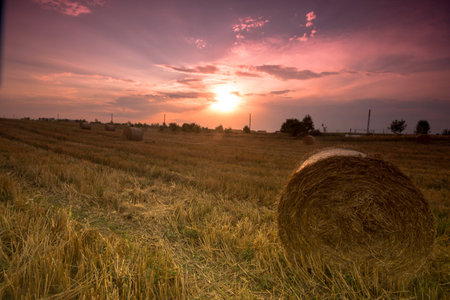 Picture of hay bales acorss the stubble at the end at the summerの写真素材