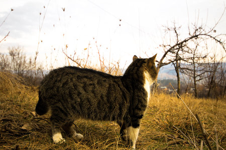 Picture of stray cat in the autumnの写真素材
