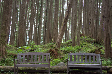 Deep forest with trailの写真素材