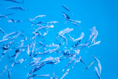 Fishes in the water