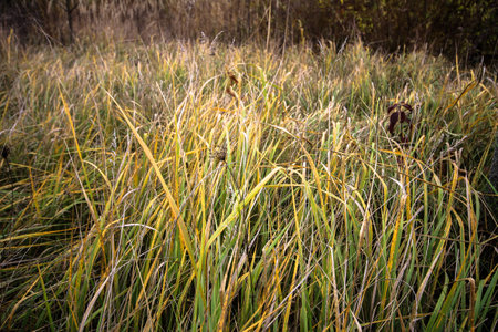 Tall grassの写真素材