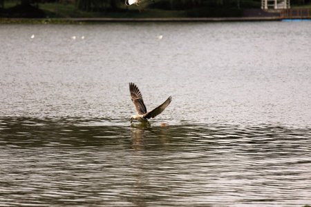 Few birds fishing in a lake