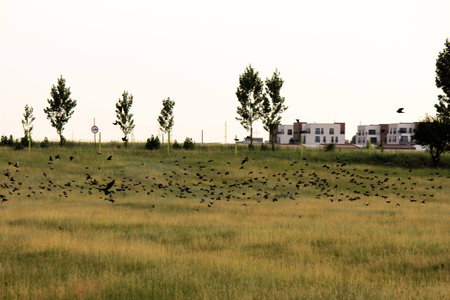 Picture of a flock of birds flying above groundの写真素材