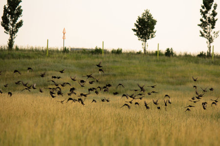 Picture of a flock of birds flying above groundの写真素材