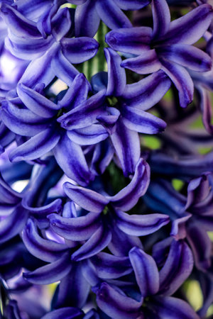 Picture of a hiacynth flower, with shades of purpleの写真素材