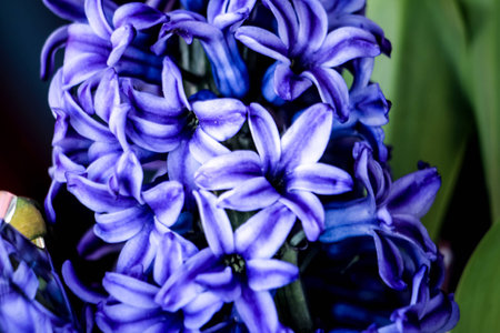 Picture of a hiacynth flower, with shades of purpleの写真素材
