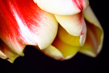 Picture ofa beautiful tullip in the spring timeの写真素材