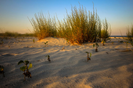 Empty beach at sunsetの写真素材