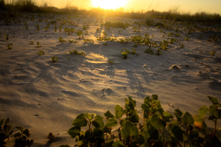 Empty beach at sunsetの写真素材