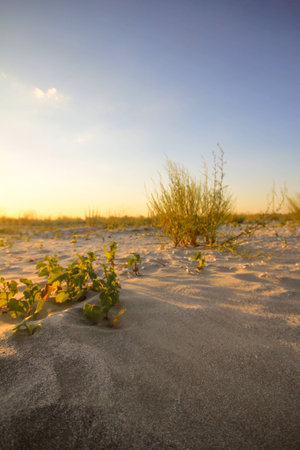 Empty beach at sunsetの写真素材
