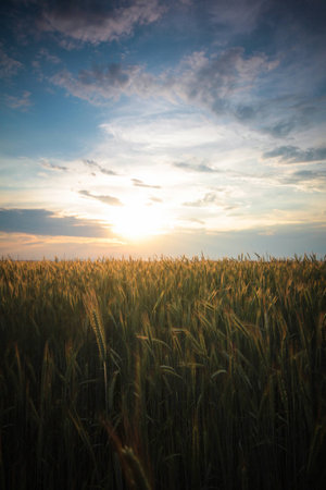 Sunset over the fieldsの写真素材